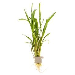 Cryptocoryne spiralis Red 105 CLP